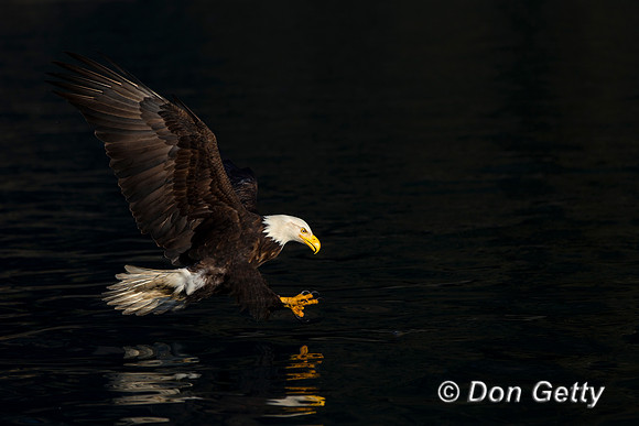 Bald Eagle, Haliaeetus leucocephalus
