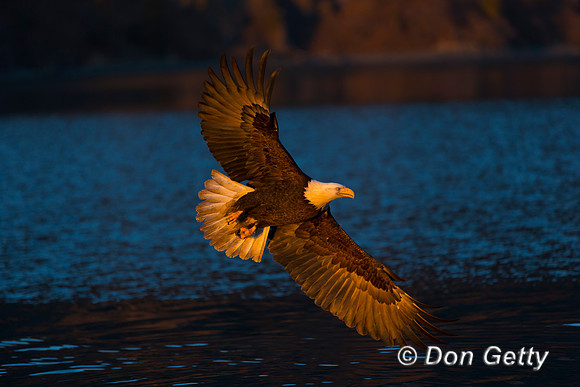 Bald Eagle, Haliaeetus leucocephalus