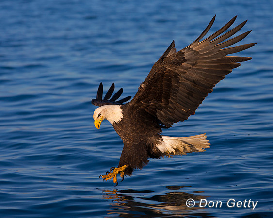 Bald Eagle, Haliaeetus leucocephalus