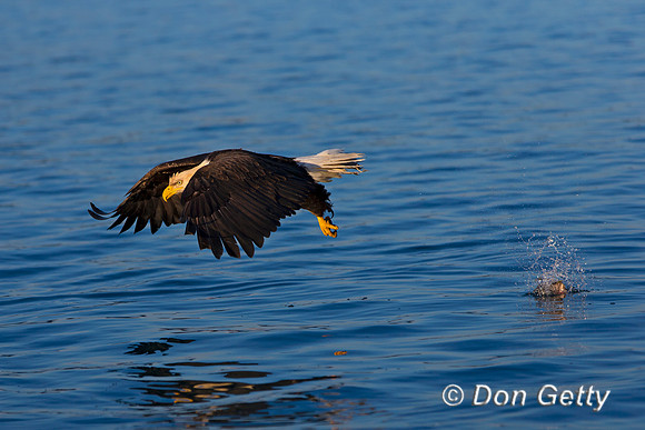 Bald Eagle, Haliaeetus leucocephalus