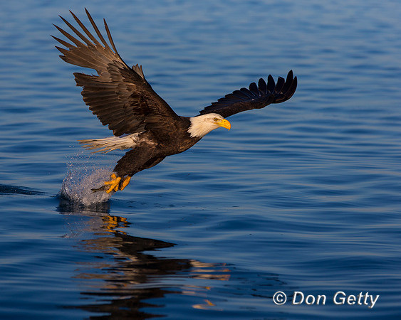 Bald Eagle, Haliaeetus leucocephalus
