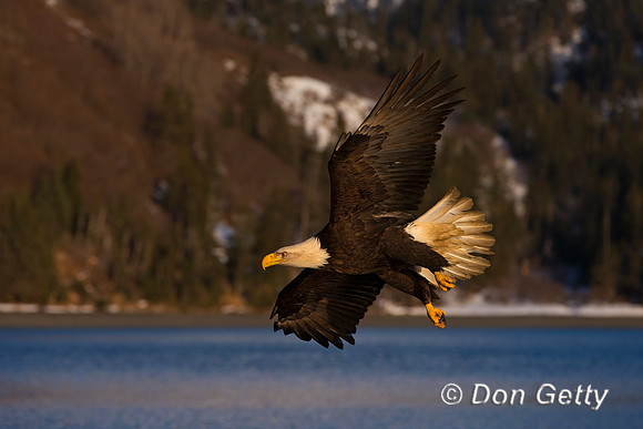 Bald Eagle, Haliaeetus leucocephalus