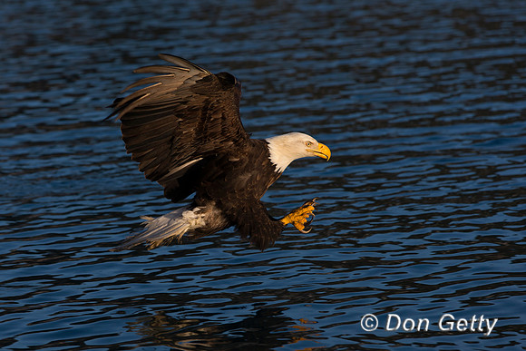 Bald Eagle, Haliaeetus leucocephalus