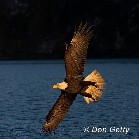 Bald Eagle, Haliaeetus leucocephalus