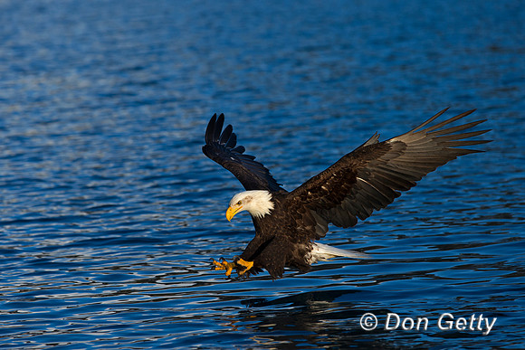 Bald Eagle, Haliaeetus leucocephalus