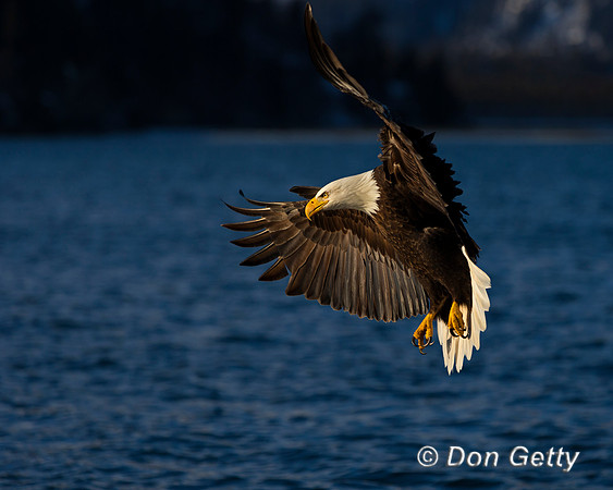 Bald Eagle, Haliaeetus leucocephalus