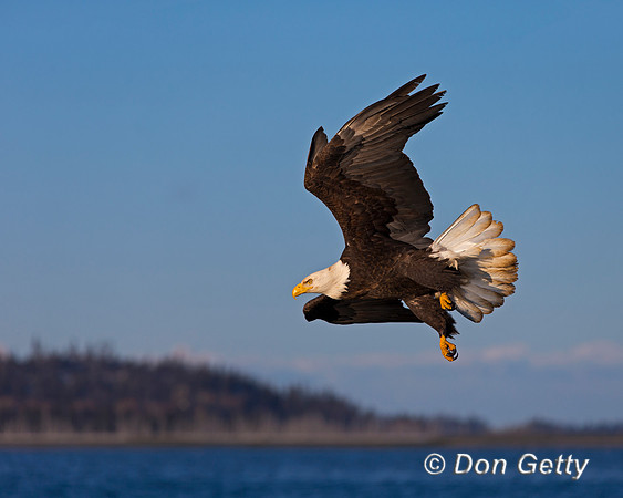 Bald Eagle, Haliaeetus leucocephalus