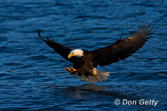 Bald Eagle, Haliaeetus leucocephalus