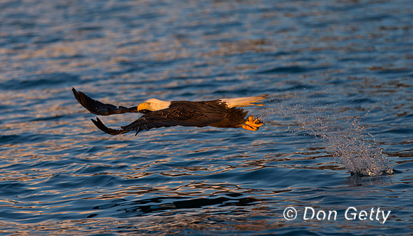 Bald Eagle, Haliaeetus leucocephalus