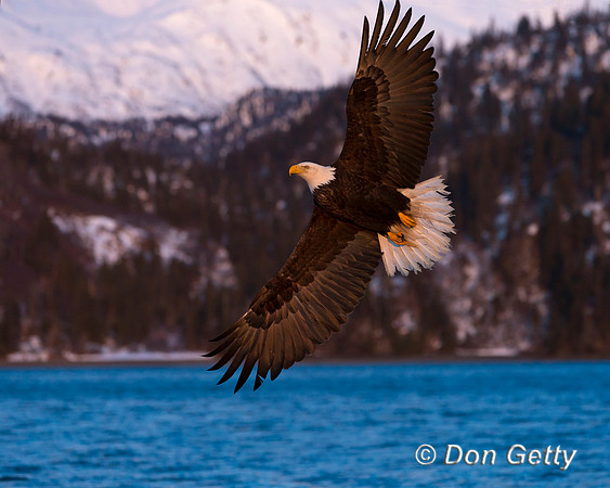 Bald Eagle, Haliaeetus leucocephalus