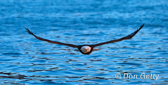 Bald Eagle, Haliaeetus leucocephalus