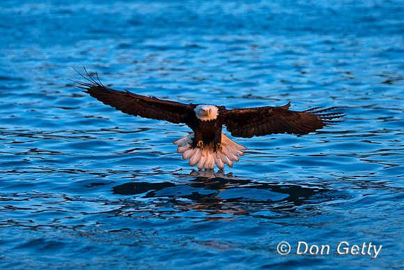 Bald Eagle, Haliaeetus leucocephalus