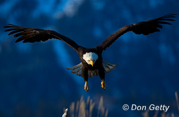 Bald Eagle