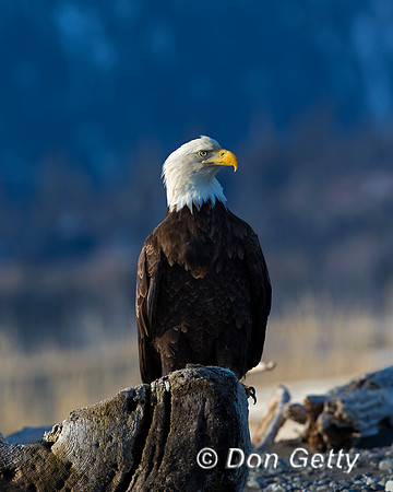 Bald Eagle