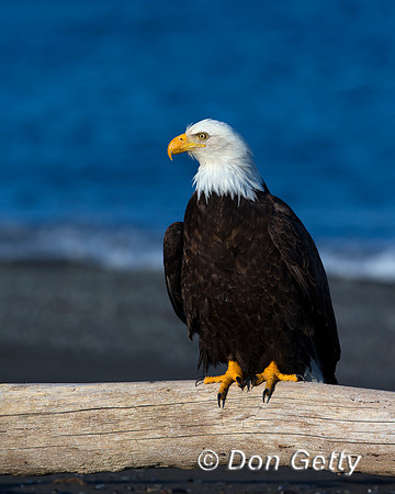 Bald Eagle