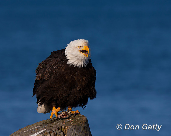 Bald Eagle