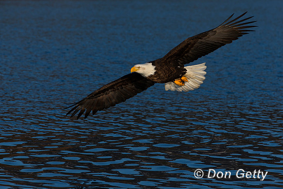 Bald Eagle, Haliaeetus leucocephalus