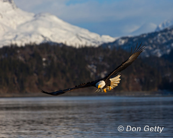 Bald Eagle, Haliaeetus leucocephalus