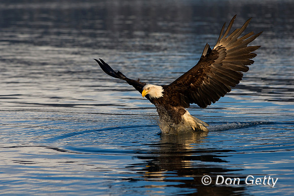 Bald Eagle, Haliaeetus leucocephalus