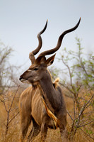Kudu_G_Z2F6162