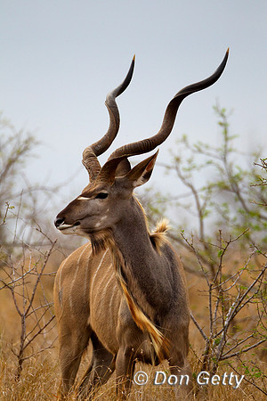 Kudu_G_Z2F6162