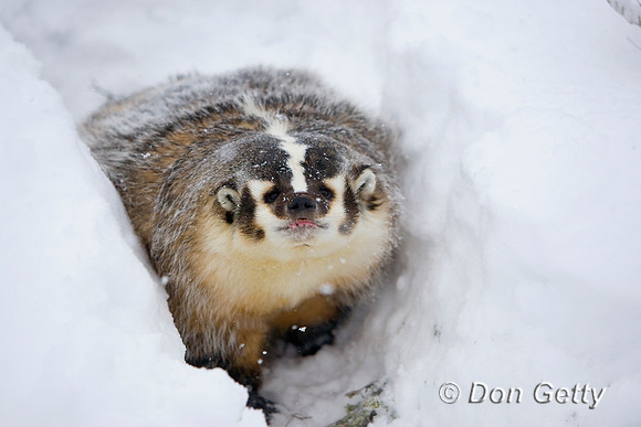Badger