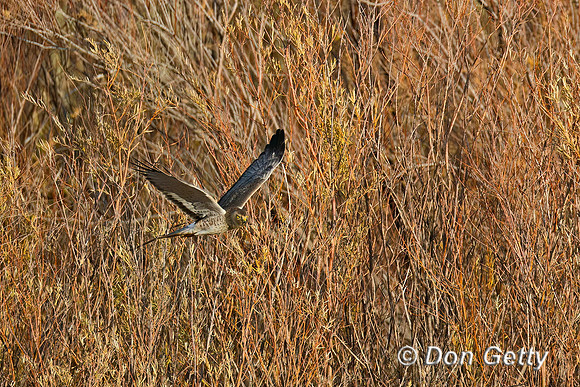 Northern Harrier