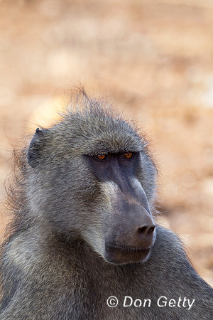 Baboon_C_Z2F6372