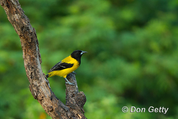"Audubon's", "Icterus graduacauda", Oriole,