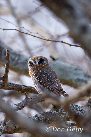 Owlet_PS_Z2F1543