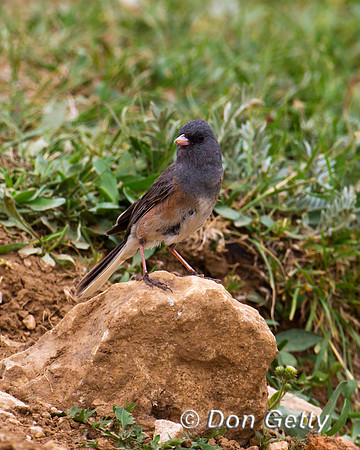 Junco_DE_MG_6544