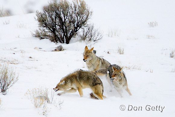Coyote_D4B4351