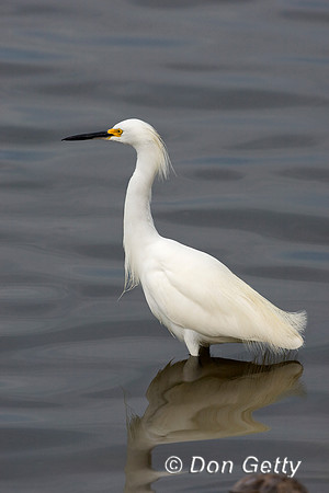 Snowy Egret