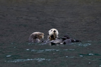 Sea Otter