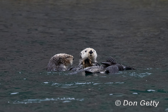 Sea Otter