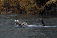 Sea Otter