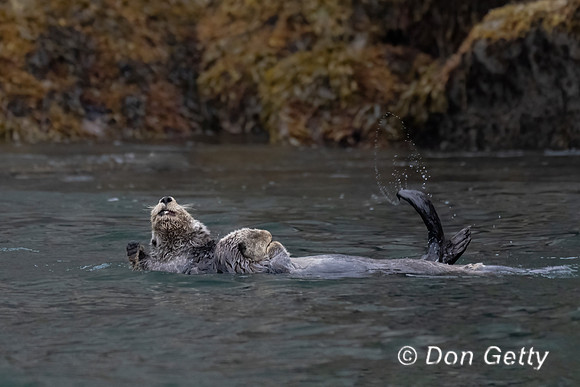 Sea Otter