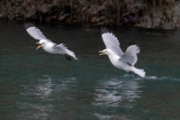 Glaucous-winged Gull