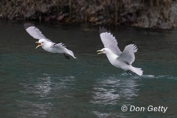 Glaucous-winged Gull