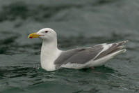 Glaucous-winged Gull