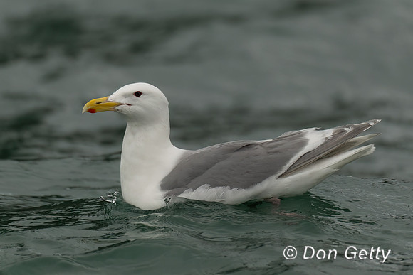 Glaucous-winged Gull