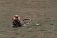 Sea Otter