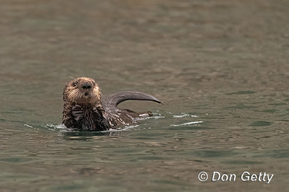 Sea Otter