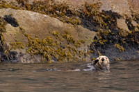 Sea Otter
