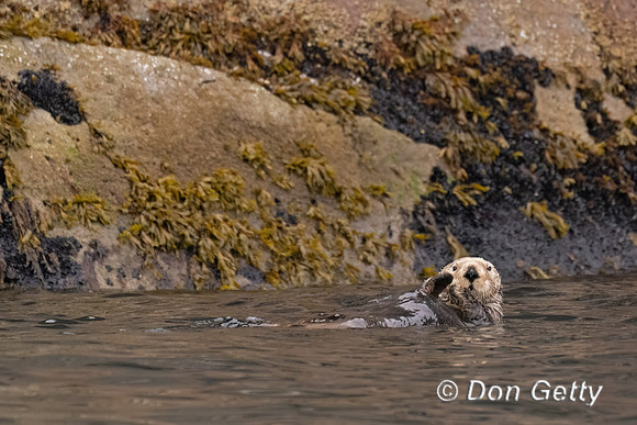 Sea Otter