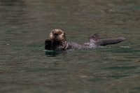 Sea Otter