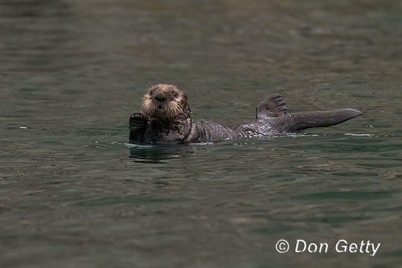 Sea Otter