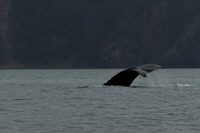 Humpback Whale