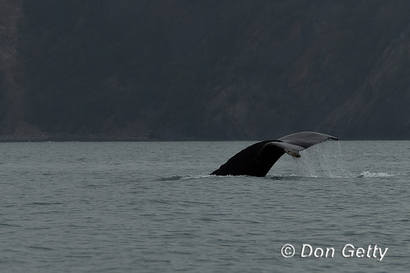 Humpback Whale