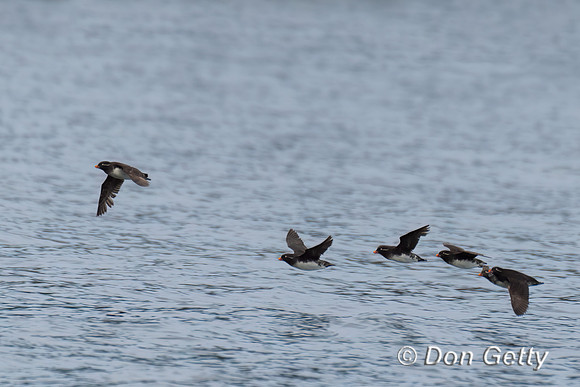Parakeet Auklet